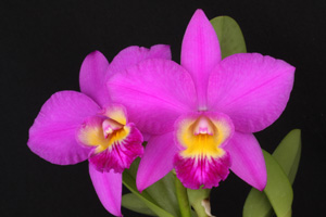 Slc. Fuchsia Doll Diamond Orchids